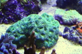 Acanthastrea sp.