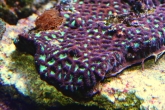 Acanthastrea sp.