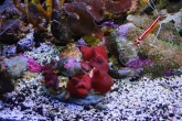 Discosoma red