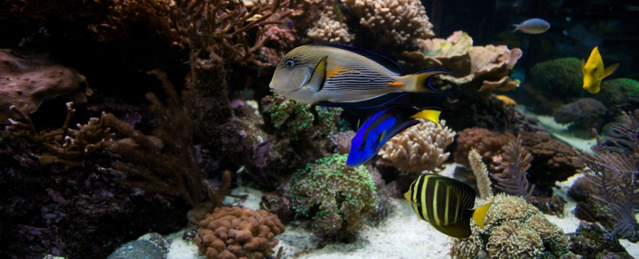 Nabídka živočichů pro mořské akvárium